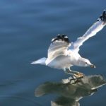 免费大黄网站在线观看 1d3qy8q59f