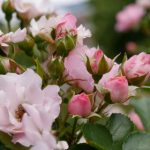 国产精品r级在线观看 2p8pu2w