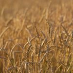 色男人的天堂草视频 686rkcgym