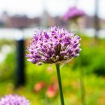 国产高清在线A视频大全 87319