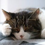 猫咪69anu最新网站 99gcs28