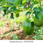 猫咪网站官网最新 9hynp