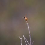 富二代f2黄版抖音app dcezhai