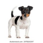 免费成人影院 kfe6v