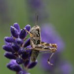 图片区 小说区 自拍 亚洲 rkk26o