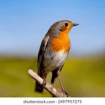 狼车 诗晴 uk0xbr6