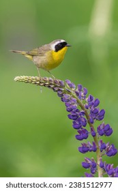 一耽漫画无删减版:探索禁忌与爱情的边界 一耽漫画无删减版:探索禁忌与爱情的边界